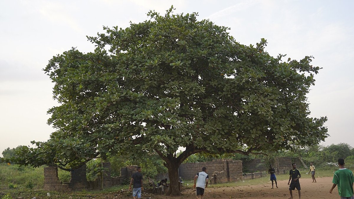 Students playing football after school under a large cashew tree in Benin City, Nigeria